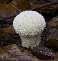 Lycoperdon perlatum image