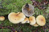 Hypholoma fasciculare image