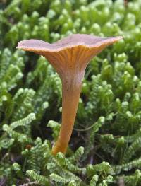 Craterellus tubaeformis image