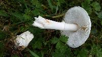 Leucoagaricus leucothites image