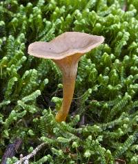 Craterellus tubaeformis image