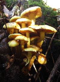 Pholiota alnicola image