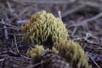 Ramaria formosa image