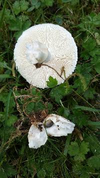 Leucoagaricus leucothites image