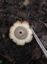 Geastrum saccatum image