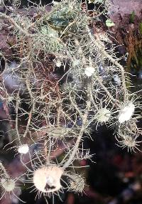 Usnea intermedia image