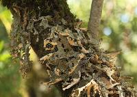 Lobaria pulmonaria image