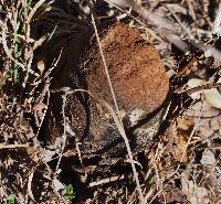 Pisolithus arrhizus image