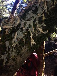 Lobaria pulmonaria image