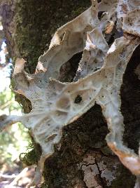 Lobaria pulmonaria image