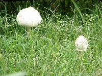 Chlorophyllum molybdites image