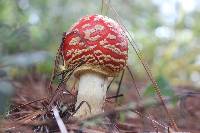 Amanita muscaria image