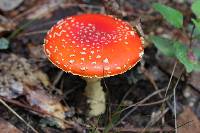 Amanita muscaria image