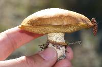 Suillus luteus image