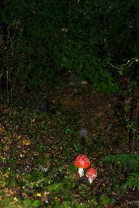 Amanita muscaria image