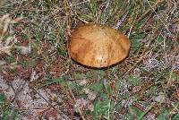 Suillus luteus image