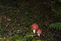 Amanita muscaria image