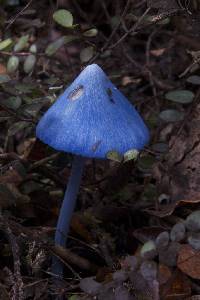 Entoloma hochstetteri image