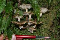 Armillaria novae-zelandiae image