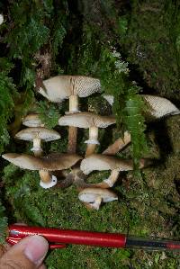 Armillaria novae-zelandiae image