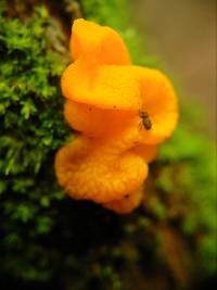 Tremella mesenterica image