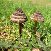 Entoloma translucidum image