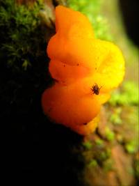 Tremella mesenterica image