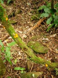 Tremella mesenterica image