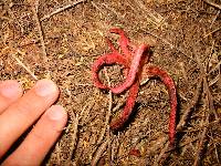 Clathrus archeri image