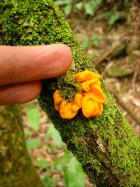 Tremella mesenterica image