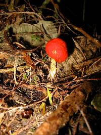 Leratiomyces erythrocephalus image