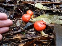 Leratiomyces erythrocephalus image