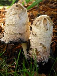 Coprinus comatus image