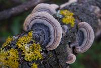 Trametes versicolor image