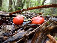 Leratiomyces erythrocephalus image