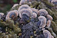 Trametes versicolor image