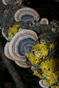 Trametes versicolor image