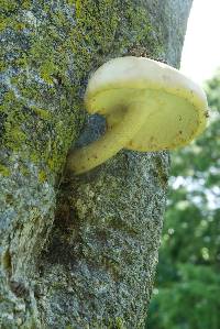 Agrocybe parasitica image