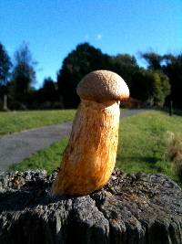 Gymnopilus junonius image