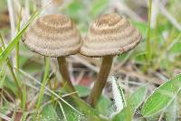 Entoloma translucidum image