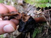 Gyromitra tasmanica image