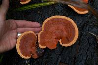 Pycnoporus coccineus image