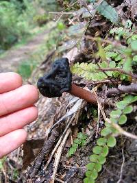 Gyromitra tasmanica image