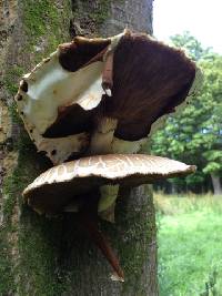 Agrocybe parasitica image