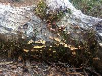 Trametes versicolor image