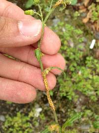 Puccinia lagenophorae image