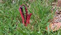 Clathrus archeri image