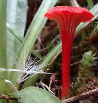 Hygrocybe cantharellus image