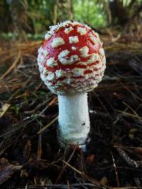 Amanita muscaria image