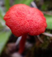 Hygrocybe cantharellus image